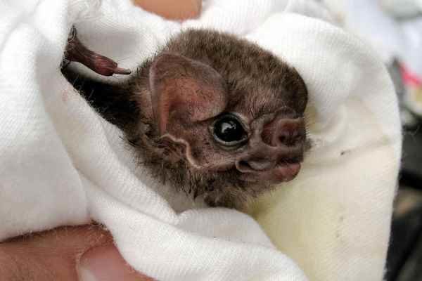 تغذیه خفاش های برزیلی از خون انسان
