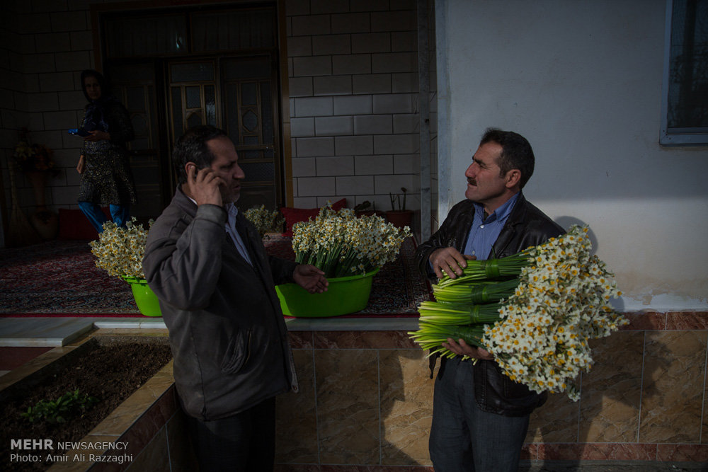 ‎فصل نرگس در مازندران