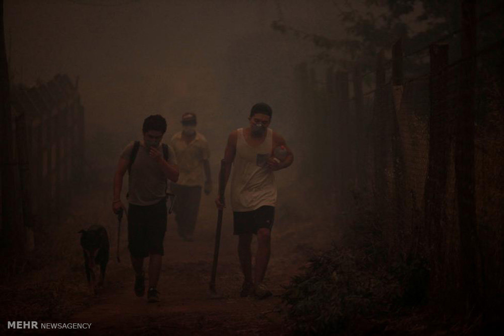 جنگل سوزی گسترده در شیلی