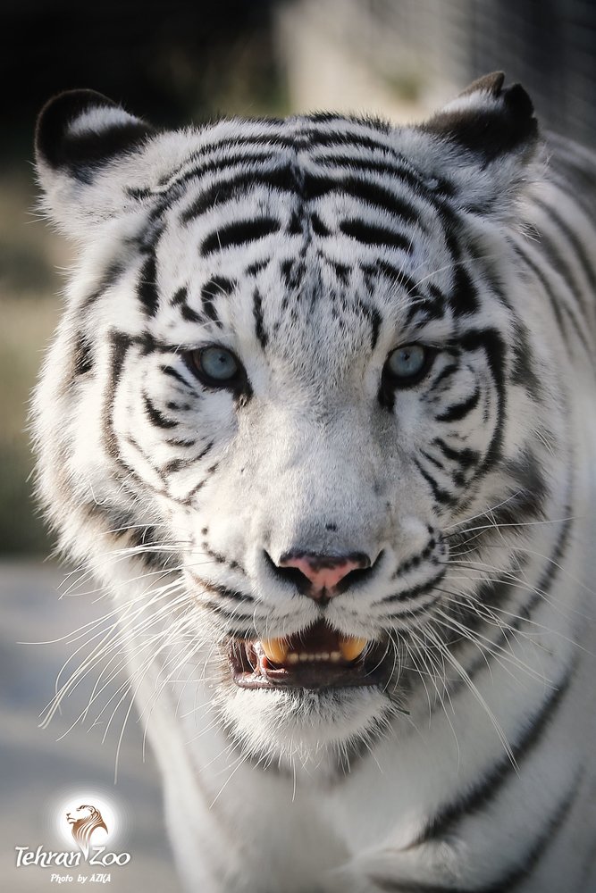 White tigers attraction - Tehran Times