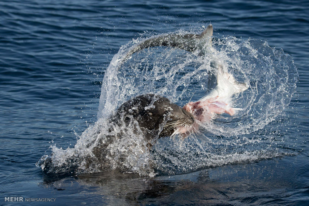 شکار کوسه توسط شیر دریایی‎