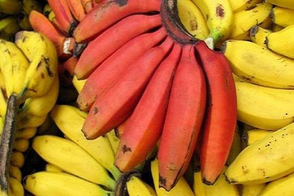 موز قرمز