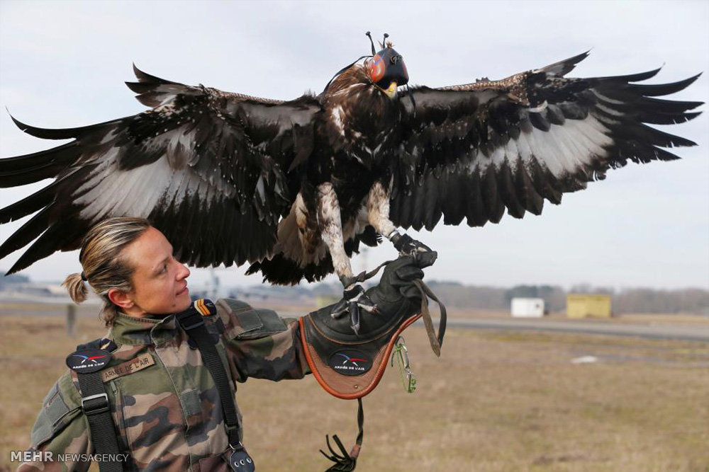 شکار پهپاد توسط عقاب