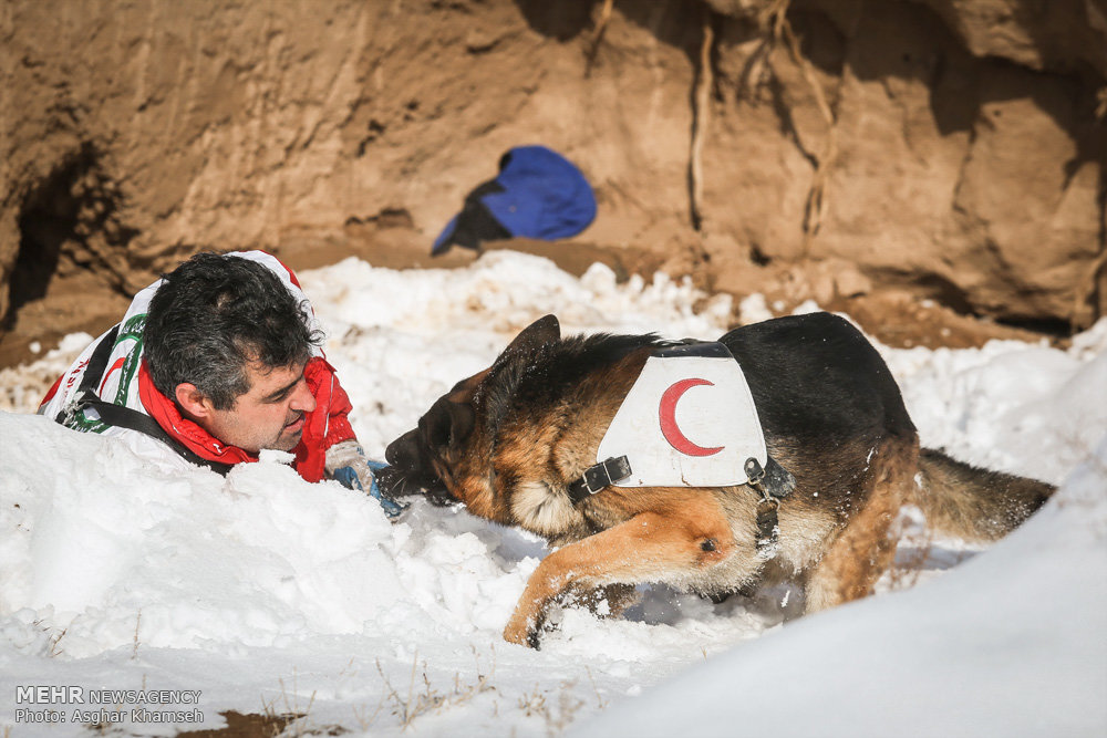 آموزش سگ های زنده یاب امداد و نجات