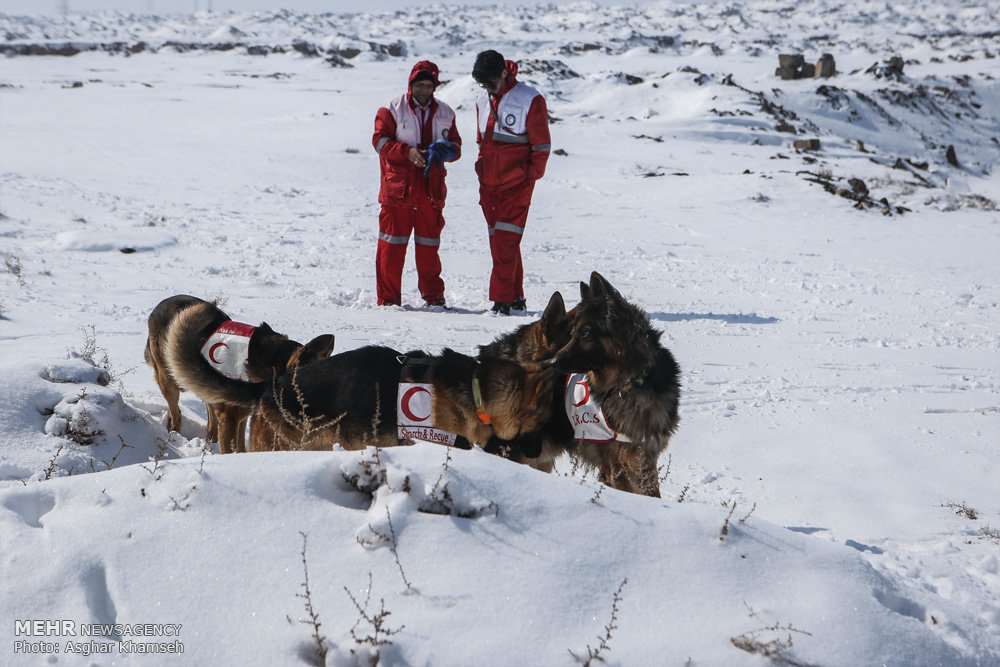 آموزش سگ های زنده یاب امداد و نجات
