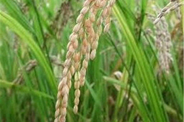 پیش بینی تولید دو میلیون تن برنج در سال۹۶