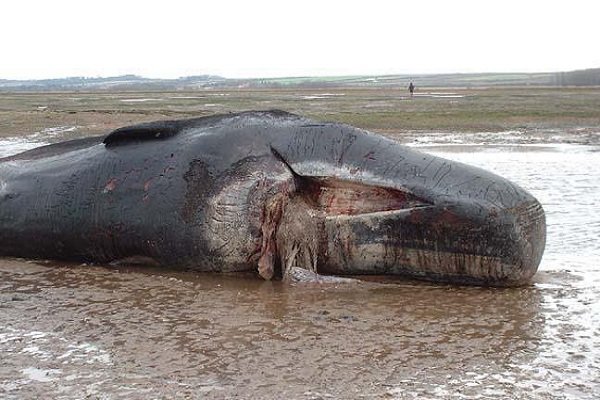 تلف شدن نهنگ گوژپشت در سواحل چابهار/ علت در دست بررسی است