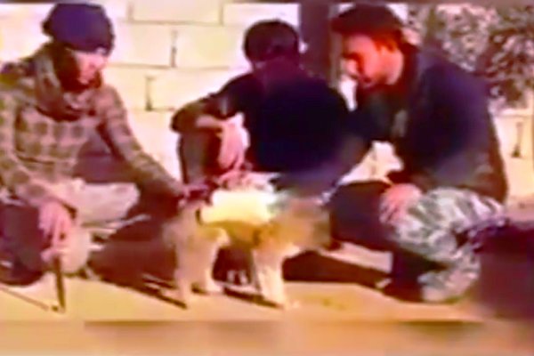 فیلم/کشف سگ بمب‌گذاری شده داعش در «نینوا»!