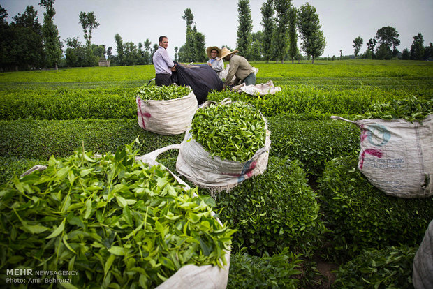 سرمازدگی باغات چای کشور/ تولید برگ سبز چای کاهش یافت