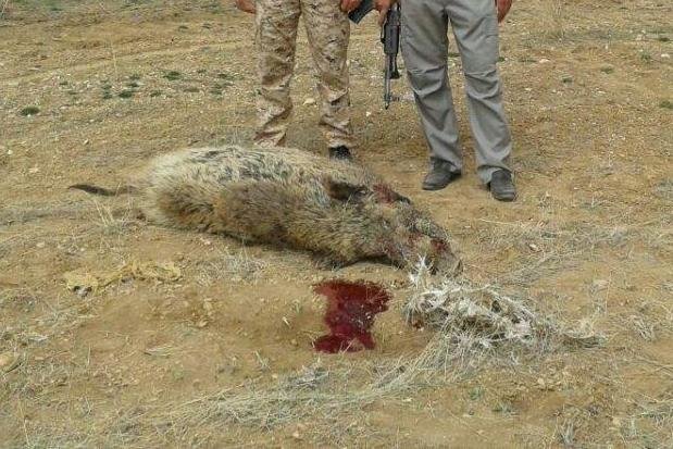 جاده بازهم از حیات‌وحش قربانی گرفت