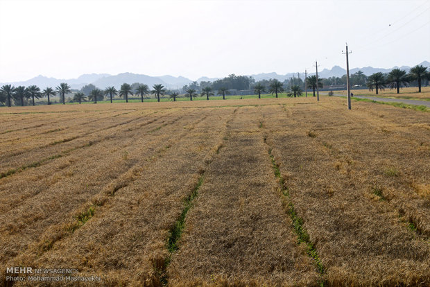 خسارت باد و باران به مزارع گندم هشت بندی 