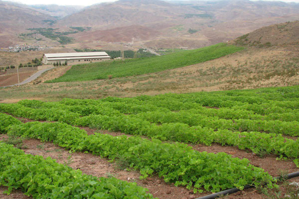کشاورزی قزوین