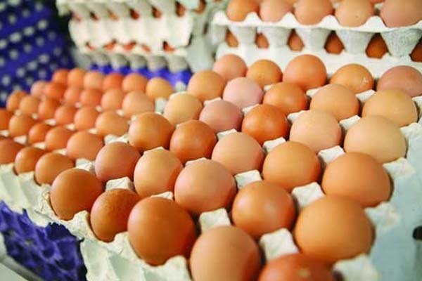 شایعات تخم مرغی شکست/ هیچ تخم مرغ خوراکی وارد  کشور نشده است
