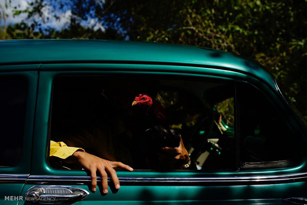 مبارزه خروس ها در کوبا‎