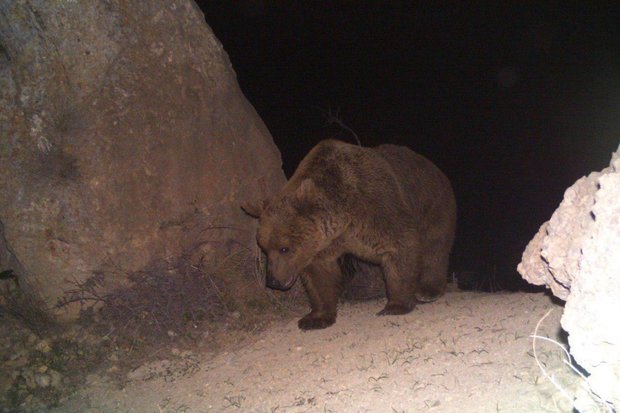 خرس قهوه ای در لرستان - کراپشده