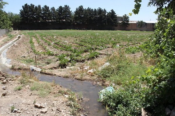 کشت سبزی آلوده در حاشیه «قره سو»/ رودخانه مملو از فاضلاب است
