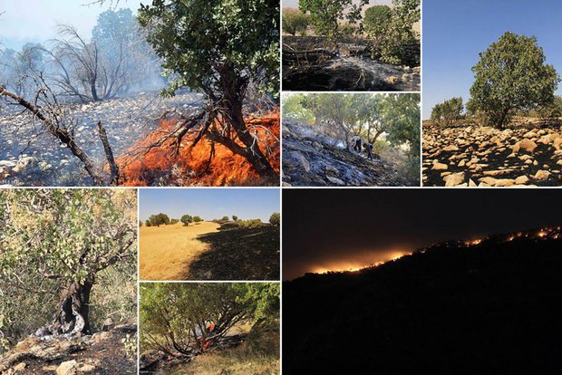 آتش سوزی در جنگل های زاگرس