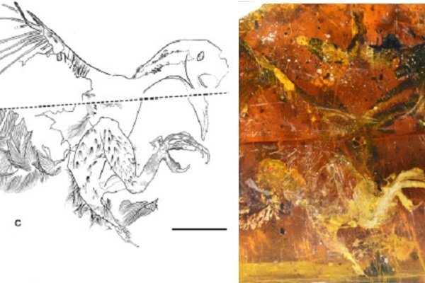فسیل ۹۹ میلیون ساله پرنده دندان دار دانشمندان را حیرت زده کرد