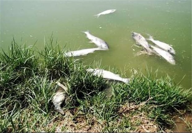 پساب کارخانه قند بیستون عامل مرگ و میر ماهی‌های «گاماسیاب»