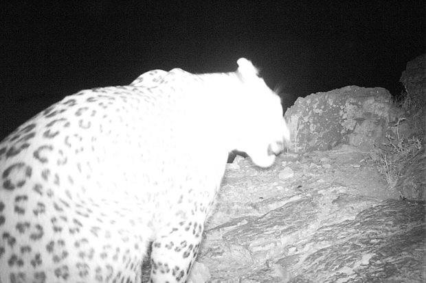 پلنگ ایرانی - کراپشده