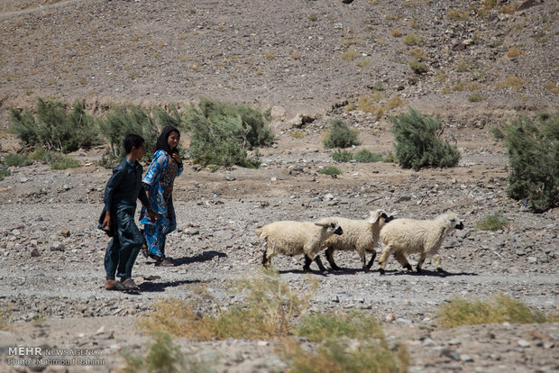 خسارت کمرشکن خشکسالی به اردبیل/خاک خشک عشایر را تاراند