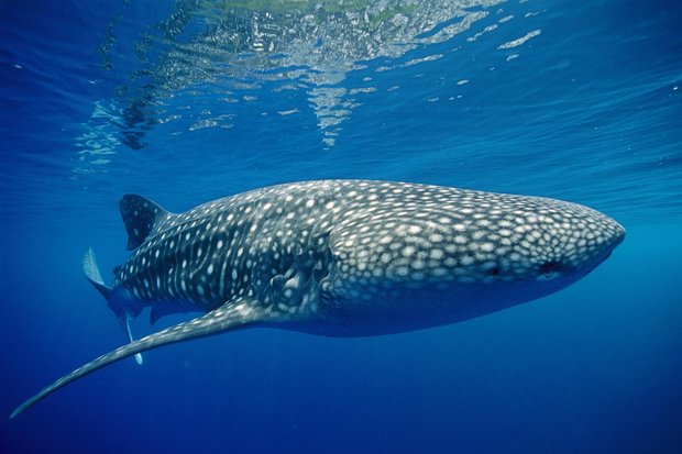کوسه‌نهنگ سواری حیوان‌آزاری است/۳۰ میلیون تومان جریمه صید نهنگ