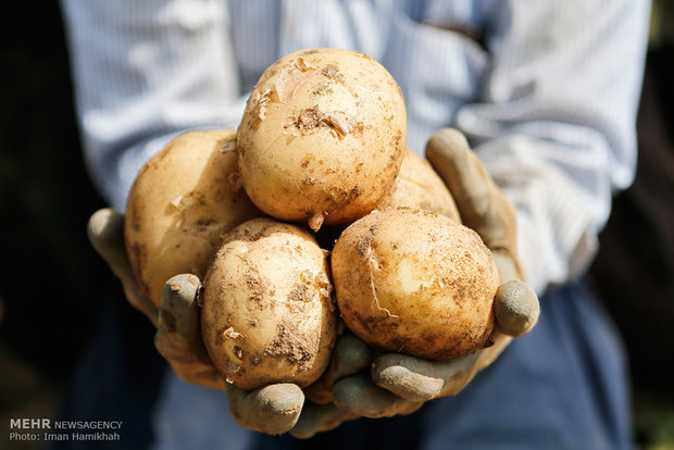 سیب‌زمینی اردبیل در صف دلالی خشکید/ کشاورز: تولید گران،فروش ارزان