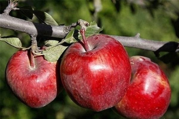 سالانه ۳۰۰هزار تن سیب صادر می شود/تولید۱.۲تن سیب درآذربایجان غربی