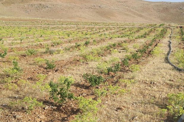 تخصیص ۱۹۳ هکتار اراضی ملی و دولتی به طرح‌های عمومی استان بوشهر کاشت گل محمدی در اراضی ملی - کراپ‌شده