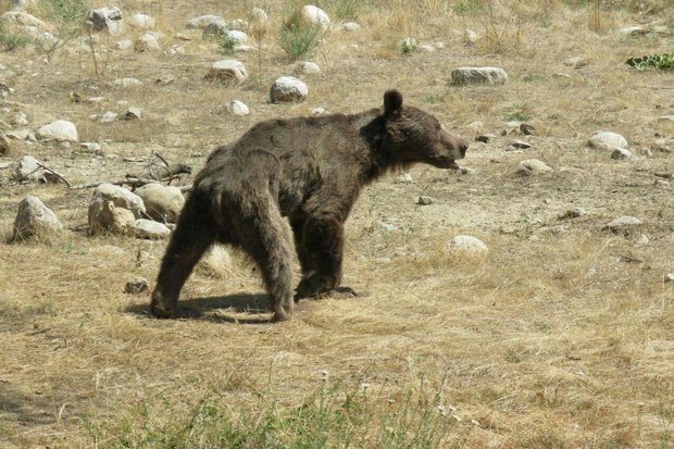 خرس قهوه ای پارک ملی گلستان تلف شد/علت مشخص نیست