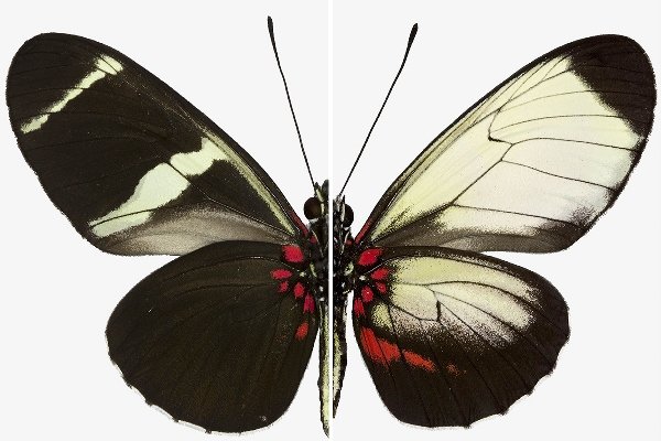 تغییر نقش بال های پروانه با اصلاح ژنتیکی