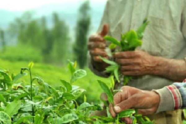 خرید ٩٥هزارتن برگ سبز چای/پرداخت ١٢٤ میلیارد از مطالبات کشاورزان