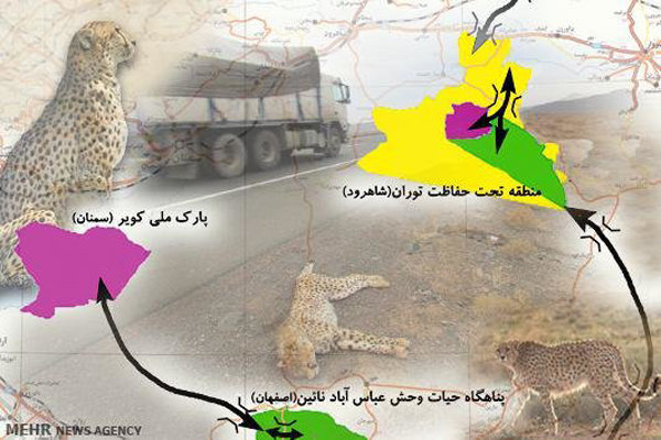 زخم جاده‌ها بر پیکر یوز ایرانی؛سریع‌ترین شکارچی خشکی از پای درآمد