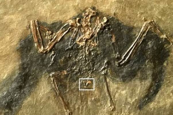 فسیل ۴۸ میلیون ساله پرنده در آلمان کشف شد
