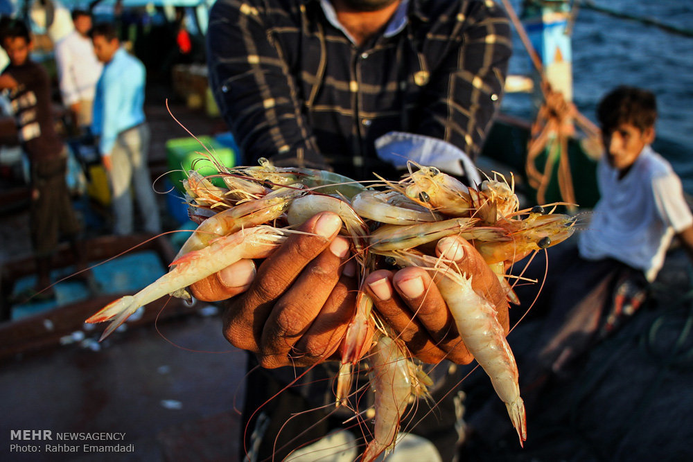 Illegal shrimp fishing gear (locally named Semari) in Hormozgan inshore