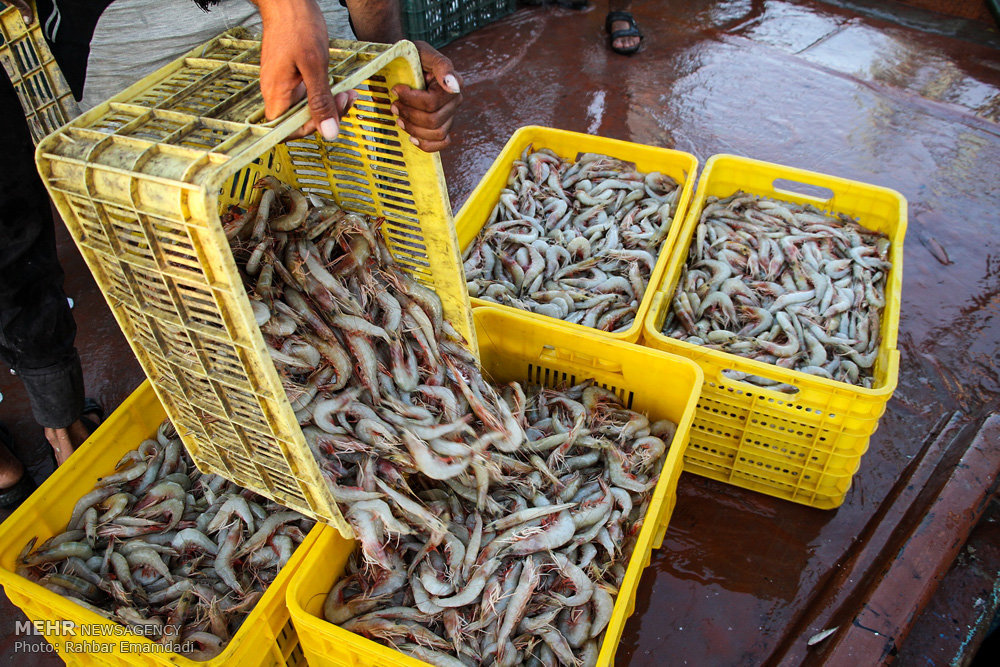 Illegal shrimp fishing gear (locally named Semari) in Hormozgan