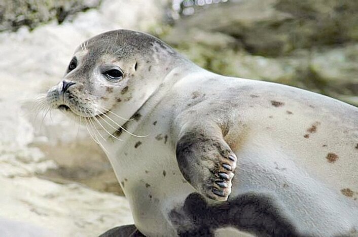 حفاظت از فوک خزر نیازمند همکاری منطقه ای است حفاظت از فوک خزر نیازمند همکاری منطقه ای است