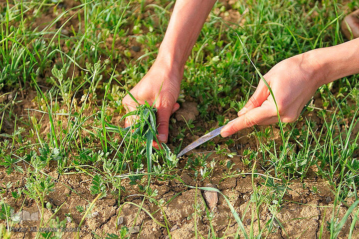 آذربایجان غربی رویشگاه گیاهان دارویی کشور/۸۳۰۰تن گیاه تولید شد