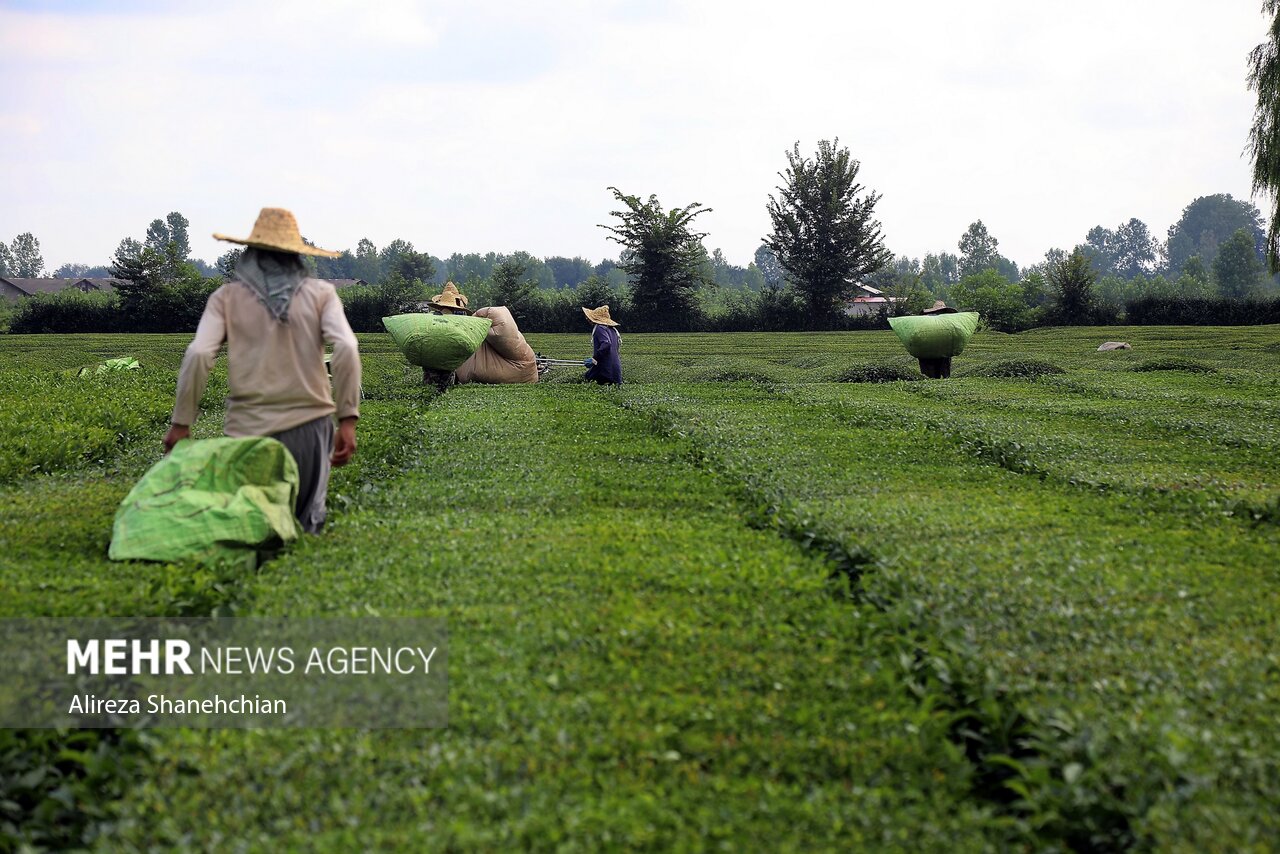 بیش از ۸۸ هزار تن برگ سبز چای از چایکاران خریداری شد بیش از ۸۸ هزار تن برگ سبز چای از چایکاران خریداری شد