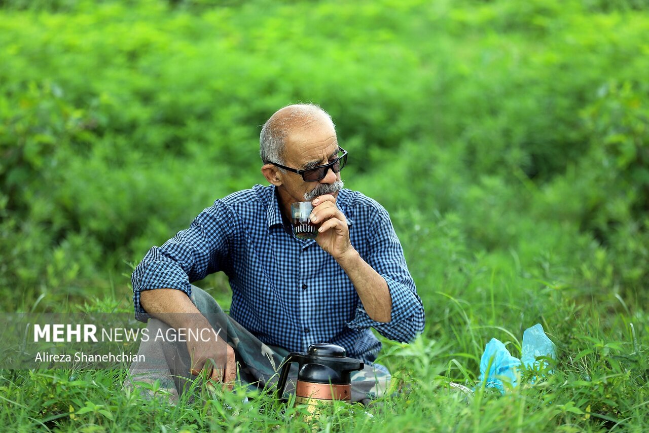۶۶ هزار تن برگ سبز چای خرید تضمینی شد ۶۶ هزار تن برگ سبز چای خرید تضمینی شد