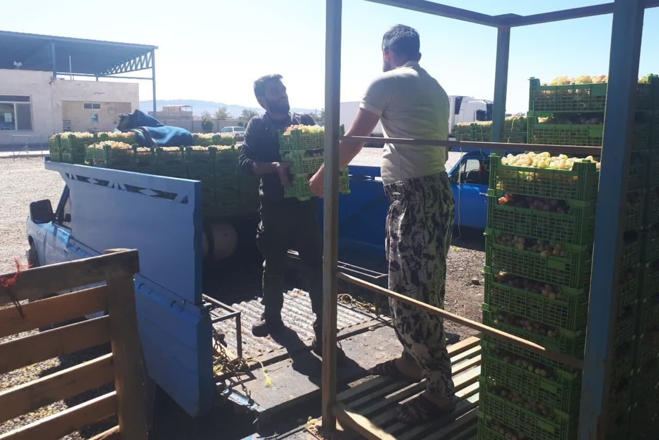 قامت کوتاه«انگور شاهرود» به صادرات نمیرسد/ سمنان استانی بی تاجر!