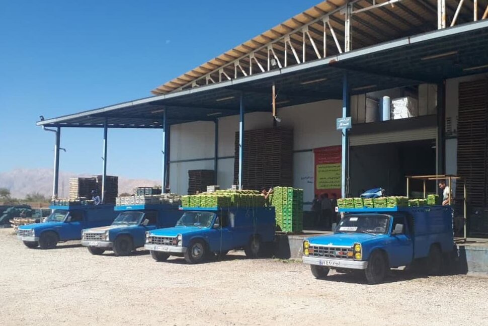 قامت کوتاه«انگور شاهرود» به صادرات نمیرسد/ سمنان استانی بی تاجر!