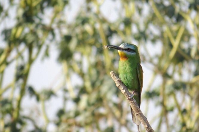 لزوم حفاظت از اکوسیستم تالاب حله/ ظرفیت جوامع محلی استفاده میشود