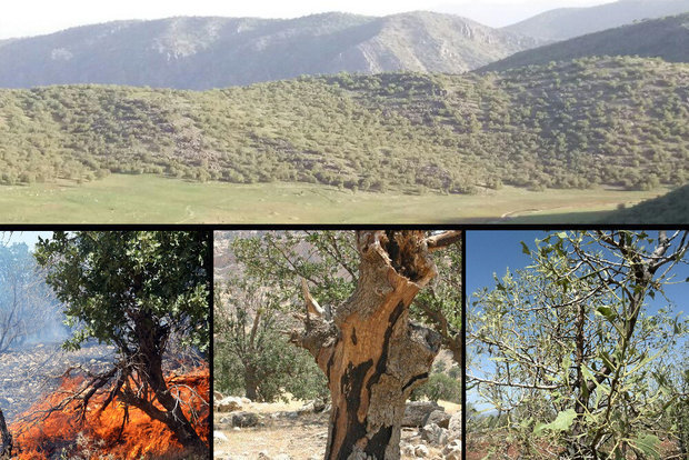 مردان بیادعای زاگرس؛ روایتی از جانفشانی در سایه کمبودها!