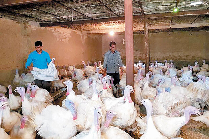 کشف ۱۳۰۰ قطعه بوقلمون فاقد مجوز در کوهدشت کشف ۱۳۰۰ قطعه بوقلمون فاقد مجوز در کوهدشت