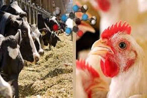 اصفهان مازاد تولید گوشت و لبنیات دارد؛ تامین نهادهها مدیریت شد اصفهان مازاد تولید گوشت و لبنیات دارد؛ تامین نهادهها مدیریت شد