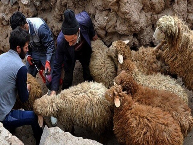 پایش میدانی بیماری تب برفکی در روستاهای مریوان در حال انجام است پایش میدانی بیماری تب برفکی در روستاهای مریوان در حال انجام است