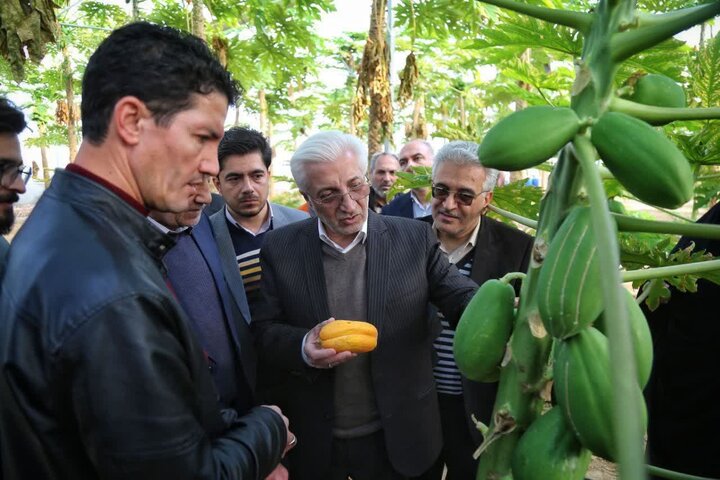 استاندار خراسان شمالی بر توسعه کشت گلخانهای تاکید کرد استاندار خراسان شمالی بر توسعه کشت گلخانهای تاکید کرد