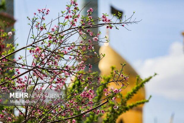 چایخانه لرستانیها در حرم حضرت معصومه(س) چایخانه لرستانیها در حرم حضرت معصومه(س)