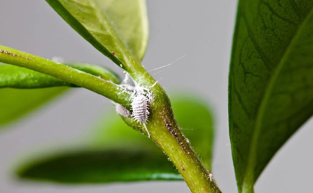 کمبارشی و احتمال افزایش آفات در محصولات کشاورزی کمبارشی و احتمال افزایش آفات در محصولات کشاورزی